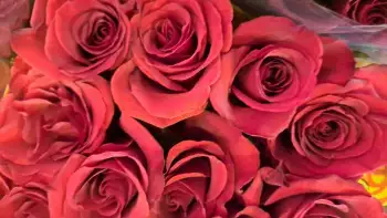 G.O.P. de Boer heeft op valentijd standaard rozen voor personeel beschikbaar.